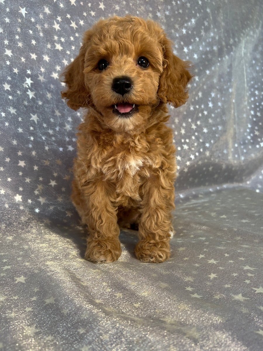 Female Bichon Poodle Puppy for Sale DOB 5-9-2025 $950